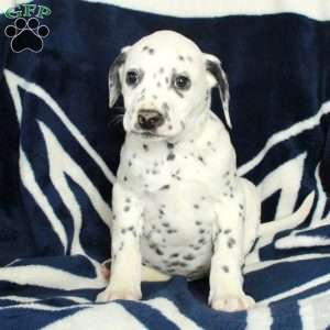 Cooper, Dalmatian Puppy