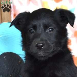 Cooper, Golden Retriever Mix Puppy