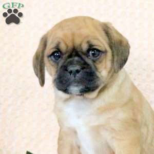 Cooper, Pug Mix Puppy