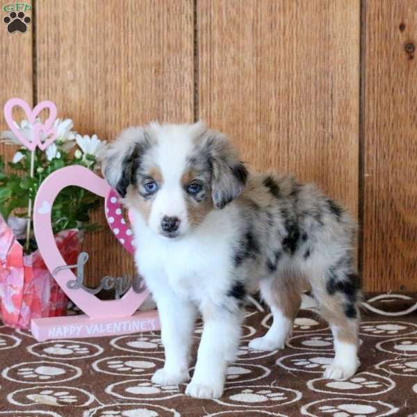 Cora, Miniature Australian Shepherd Puppy