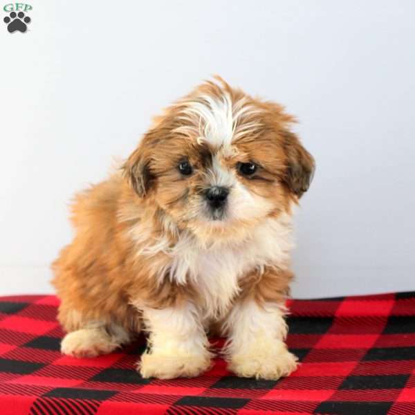 Cora, Shih Tzu Puppy