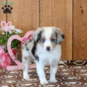Cora, Miniature Australian Shepherd Puppy