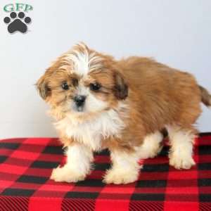 Cora, Shih Tzu Puppy