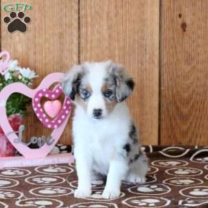 Cora, Miniature Australian Shepherd Puppy