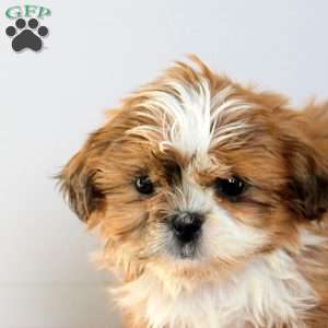 Cora, Shih Tzu Puppy