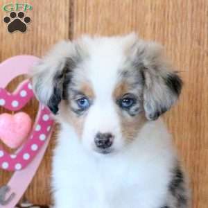 Cora, Miniature Australian Shepherd Puppy