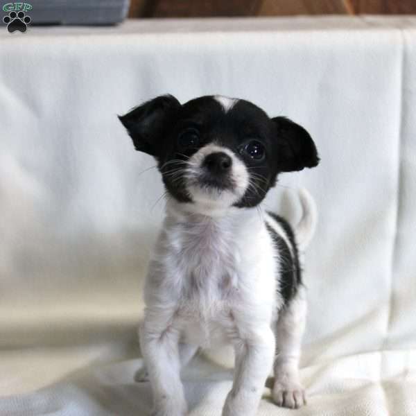 Coral, Chi-Poo Puppy