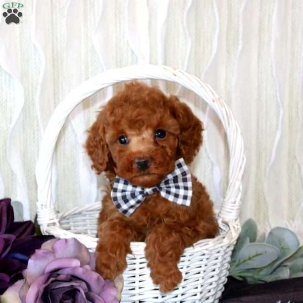 Corbin, Miniature Poodle Puppy