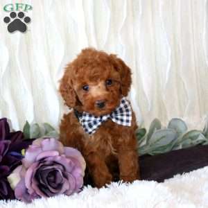 Corbin, Miniature Poodle Puppy