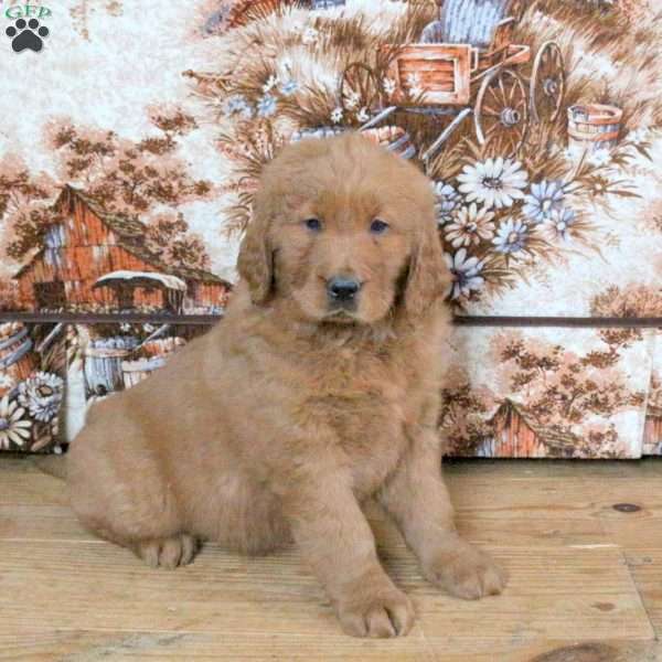 Corey, Goldendoodle Puppy
