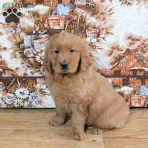 Corey, Goldendoodle Puppy