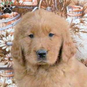 Corey, Goldendoodle Puppy