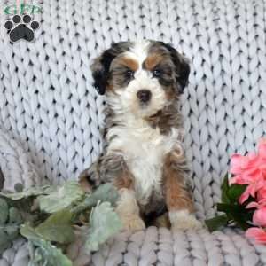 Cove, Mini Bernedoodle Puppy