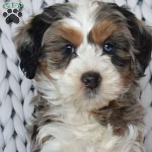 Cove, Mini Bernedoodle Puppy