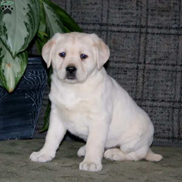 Crissy, Yellow Labrador Retriever Puppy