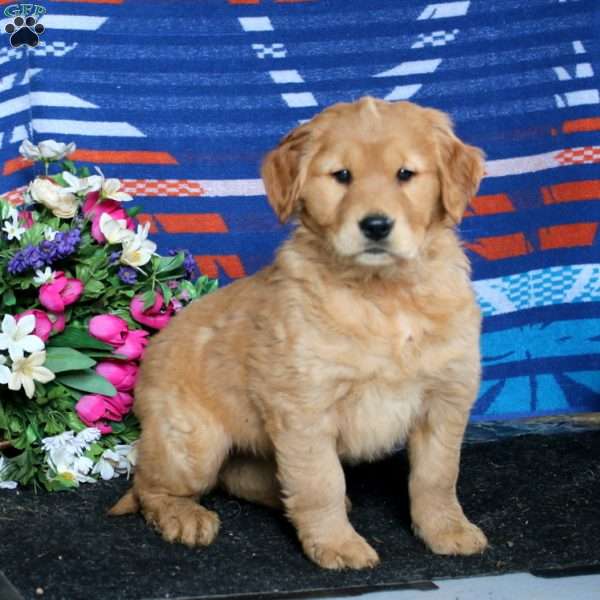Crissy, Golden Retriever Puppy