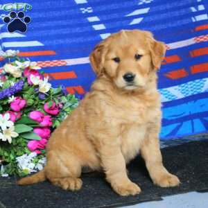 Crissy, Golden Retriever Puppy