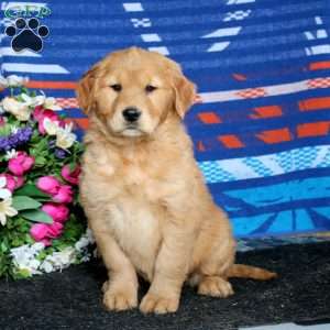 Crissy, Golden Retriever Puppy