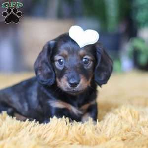 Crumpet, Dachshund Puppy
