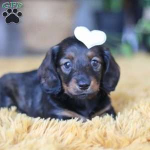 Crumpet, Dachshund Puppy