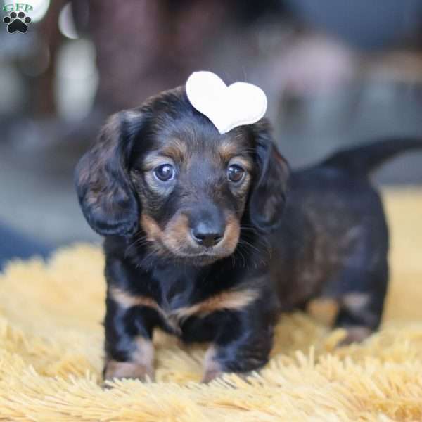 Crumpet, Dachshund Puppy