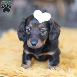 Crumpet, Dachshund Puppy