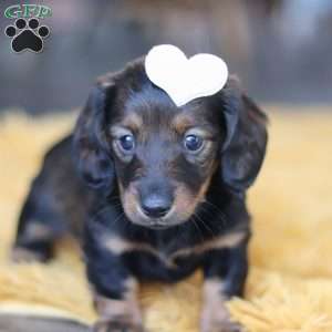 Crumpet, Dachshund Puppy