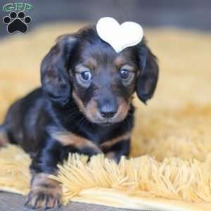 Crumpet, Dachshund Puppy
