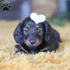 Crumpet, Dachshund Puppy