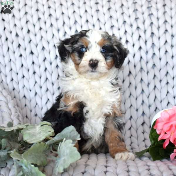 Cruz, Mini Bernedoodle Puppy