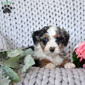 Cruz, Mini Bernedoodle Puppy