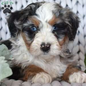 Cruz, Mini Bernedoodle Puppy