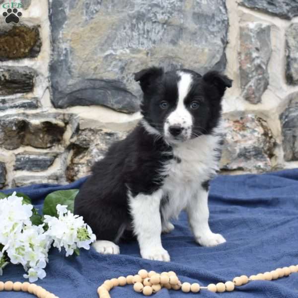 Crystal, Border Collie Puppy