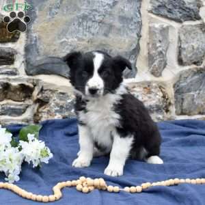 Crystal, Border Collie Puppy