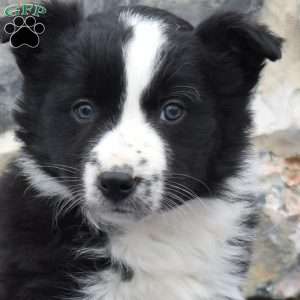 Crystal, Border Collie Puppy