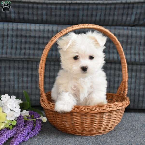 Cuddles, Maltese Puppy