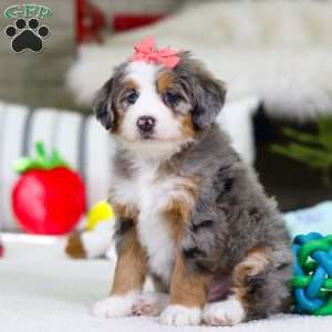 Cupid, Mini Bernedoodle Puppy
