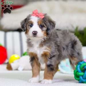 Cupid, Mini Bernedoodle Puppy