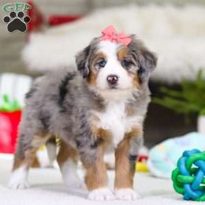 Cupid, Mini Bernedoodle Puppy