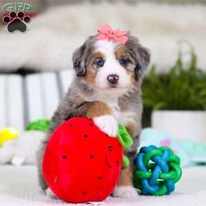 Cupid, Mini Bernedoodle Puppy