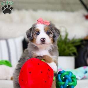 Cupid, Mini Bernedoodle Puppy