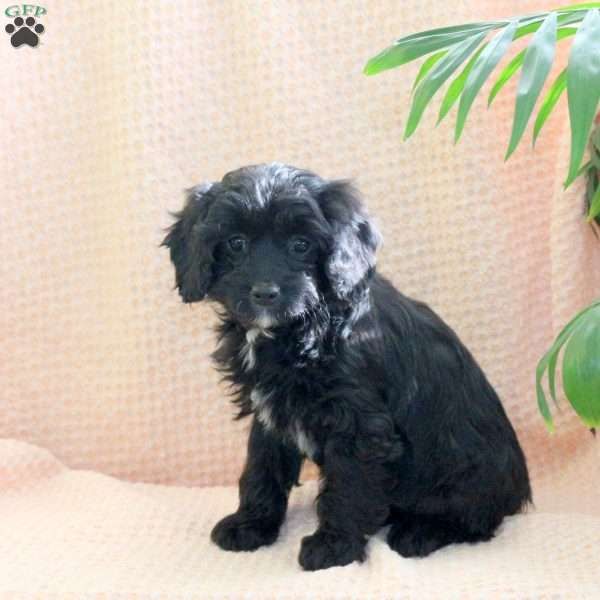 Cupid, Cavapoo Puppy