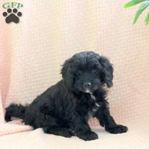 Cupid, Cavapoo Puppy