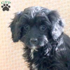 Cupid, Cavapoo Puppy