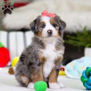 Cupid, Mini Bernedoodle Puppy