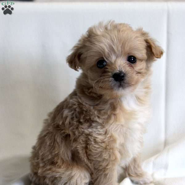 Curly, Chi-Poo Puppy