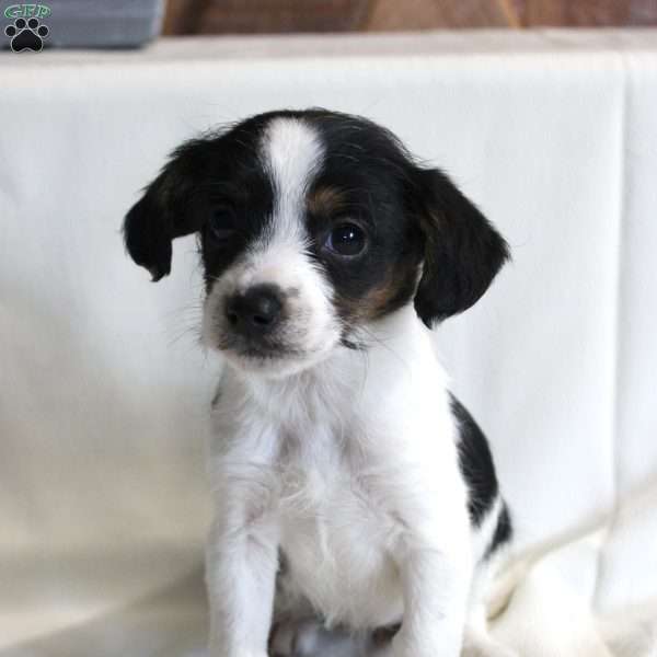 Cutie, Chi-Poo Puppy