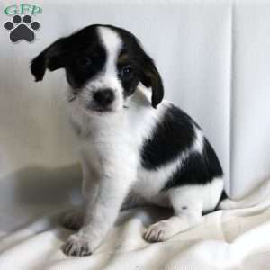 Cutie, Chi-Poo Puppy