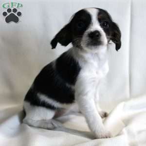 Cutie, Chi-Poo Puppy