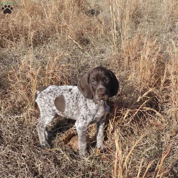 Roscoe, German Shorthaired Pointer Puppy